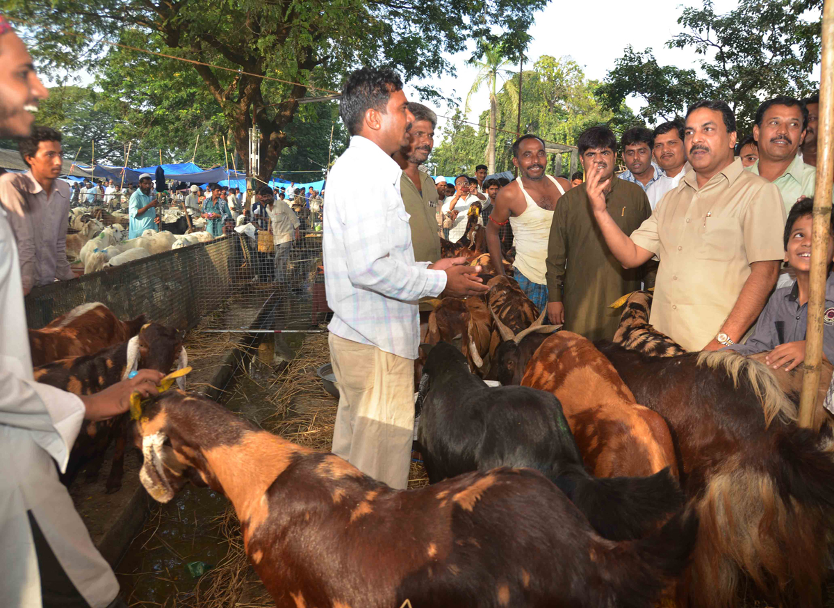 MIN.NASIM KHAN VISITED DEONAR ABATTOIR BEFORE COMING FESTIVAL BAKRI EDD.