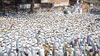 Dawoodi Bohra Community Saheb Dr.Syedna Mohammed Burhanuddin Tays Funeral In Mumbai At Bohri Mohalla.